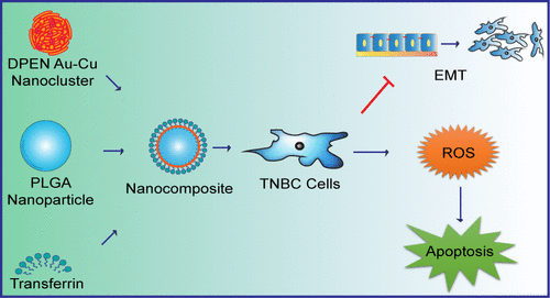 Transferrin Coated d-penicillamine–Au-Cu Nanocluster PLGA