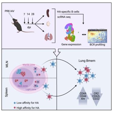 Single Cell Bcr And Transcriptome Analysis After Influenza Infection