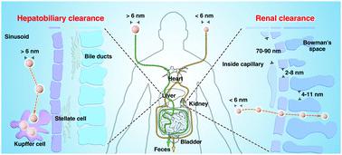 Inorganic Nanomaterials With Rapid Clearance For Biomedical ...