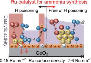 Ru Surface Density Effect On Ammonia Synthesis Activity And Hydrogen ...