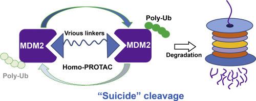 Homo-PROTAC 介导的MDM2 自杀治疗非小细胞肺癌,Acta Pharmaceutica