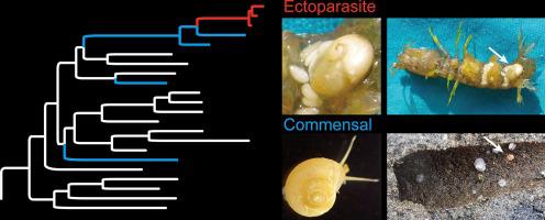 蜗牛骑螳螂虾 外寄生虫从祖先进化而来 作为寄主的洞穴壁上的共生体 Molecular Phylogenetics And Evolution X Mol