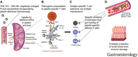 TAK-101纳米颗粒诱导乳糜泻中的麸质特异性耐受性：一项随机、双盲 