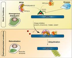 Protein Phosphatase 2A Holoenzymes Regulate Leucine-rich Repeat Kinase ...