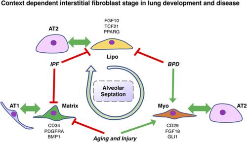 Resident Interstitial Lung Fibroblasts And Their Role In Alveolar Stem Cell Niche Development Homeostasis Injury And Regeneration Stem Cells Translational Medicine X Mol