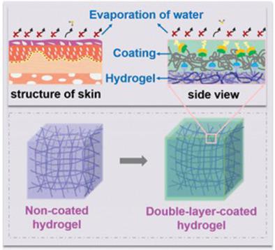 Skin-Inspired Double-Hydrophobic-Coating Encapsulated Hydrogels with ...