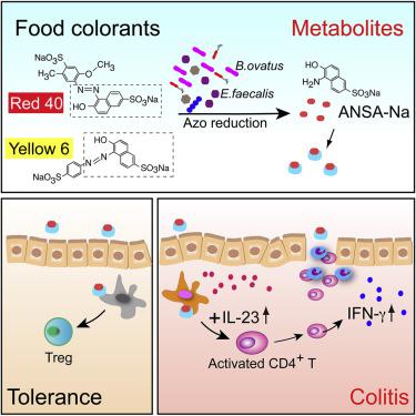 Food Colorants Metabolized By Commensal Bacteria Promote Colitis In Mice With Dysregulated Expression Of Interleukin 23 Cell Metabolism X Mol