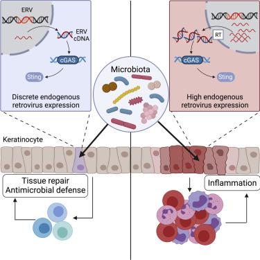 内源性逆转录病毒促进微生物群的稳态和炎症反应,Cell - X-MOL