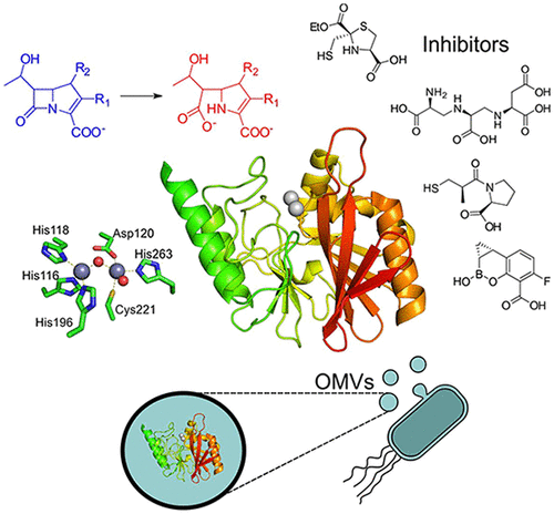 Metallo-β-lactamases in the Age of Multidrug Resistance: From 