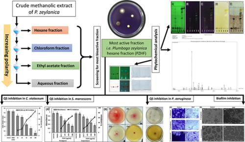 Interference Of Quorum Sensing Regulated Bacterial Virulence Factors And Biofilms By Plumbago Zeylanica Extract Microscopy Research And Technique X Mol