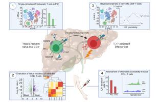 肝t 细胞单细胞图谱显示原发性硬化性胆管炎中肝脏驻留幼稚样cd4 T 细胞的扩增 Journal Of Hepatology X Mol