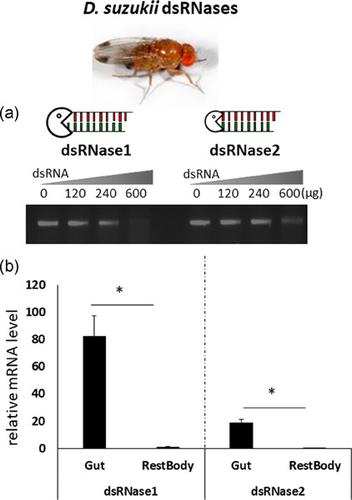 Identification And Functional Analysis Of Dsrnases In Spotted Wing Drosophila Drosophila