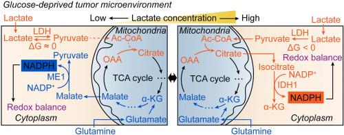 乳酸和谷氨酰胺支持葡萄糖剥夺条件下癌细胞中nadph 的产生 Redox Biology X Mol