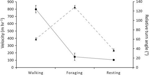 土狼 Canis Latrans 在繁殖期的精细运动和行为 Ecology And Evolution X Mol