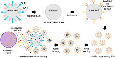 用于同时进行抗pdl1 免疫疗法和化学疗法的工程细胞外囊泡 Bioactive Materials X Mol