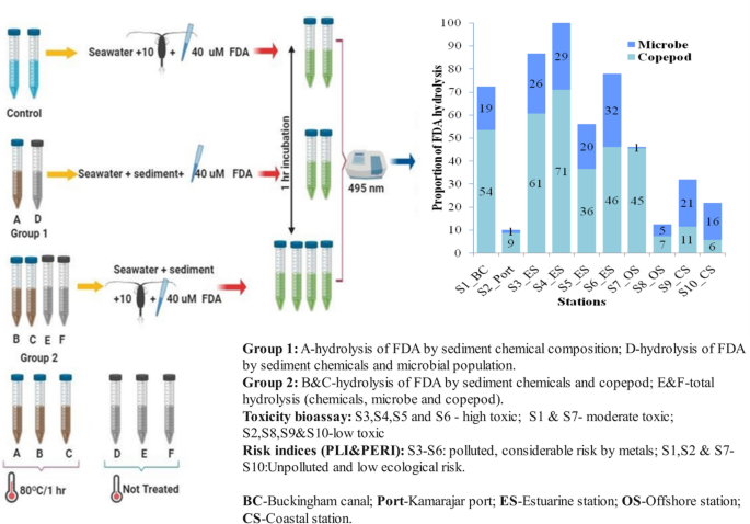 fluorescein-diacetate-hydrolysis-assay-on-copepod-tisbe-furcata-as-a