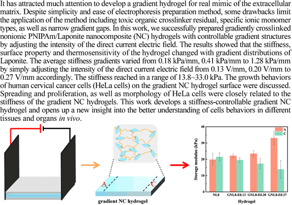 用于模拟细胞微环境的刚度梯度纳米复合水凝胶的制备,Macromolecular