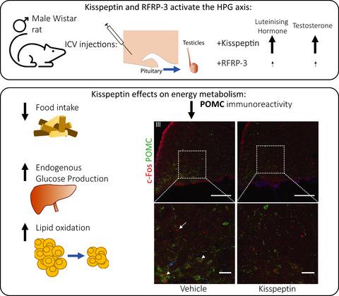 Role of central kisspeptin and RFRP-3 in energy metabolism in the