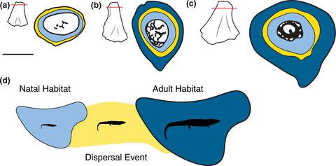 Greererpeton 的骨组织学提供了对早期石炭纪四足动物生活史的洞察 Journal Of Anatomy X Mol