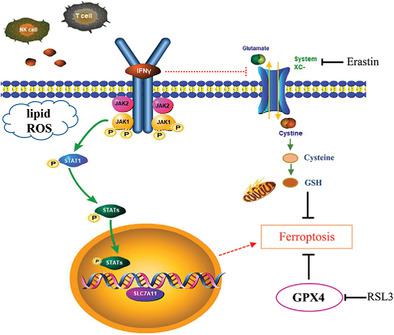 IFNγ介导的xc-系统抑制导致肝细胞癌细胞中诱导铁死亡的易感性,Journal 