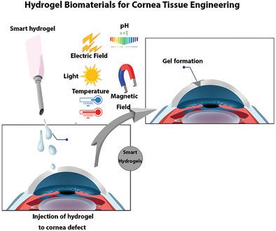 Hydrogels As Emerging Materials For Cornea Wound Healing,Small - X-MOL