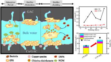 细胞外聚合物和微生物群落对饮用水质量安全的贡献：通过铜/活性炭生物