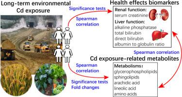 西南地区女性人群长期环境镉暴露引起的与肾和肝功能障碍相关的血清代谢变化 Science Of The Total Environment X Mol