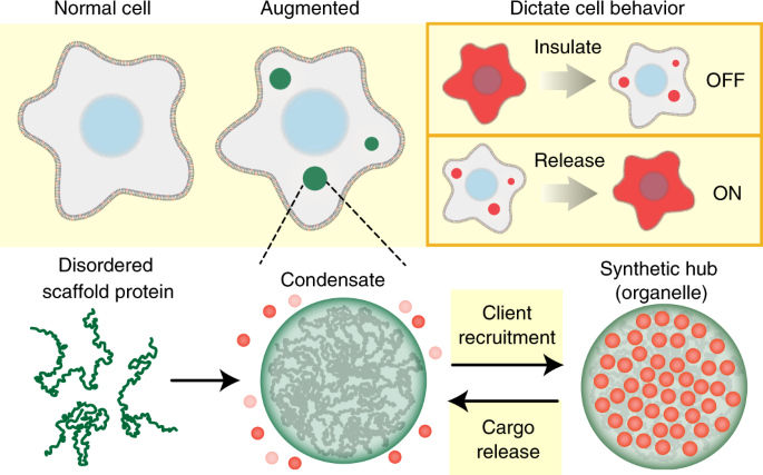 Designer Membraneless Organelles Sequester Native Factors For Control ...