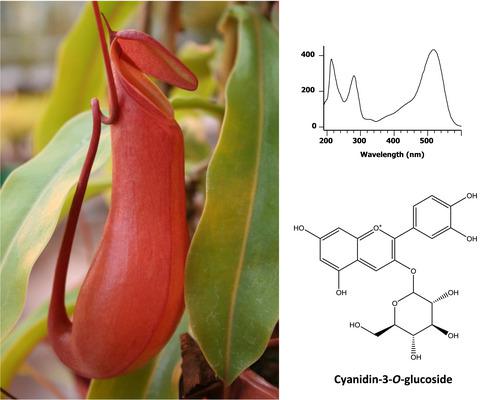 肉食植物猪笼草中花青素的证明 Febs Open Bio X Mol