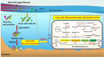 Anaerobic biotransformation mechanism of marine toxin domoic acid