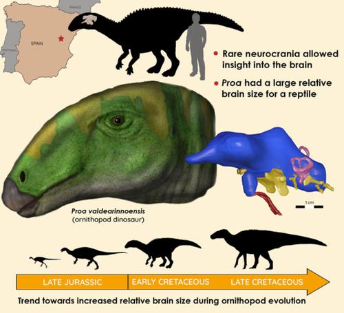 Palaeoneurology Of The Early Cretaceous Iguanodont Proa Valdearinnoensis And Its Bearing On The Parallel Developments Of Cognitive Abilities In Theropod And Ornithopod Dinosaurs The Journal Of Comparative Neurology X Mol