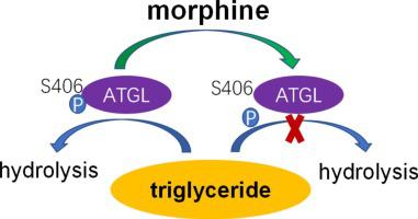 Morphine Increases Myocardial Triacylglycerol Through Regulating Adipose Triglyceride Lipase S406 Phosphorylation Life Sciences X Mol