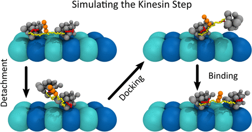 Multiscale Coarse Grained Model For The Stepping Of Molecular Motors With Application To Kinesin Journal Of Chemical Theory And Computation X Mol