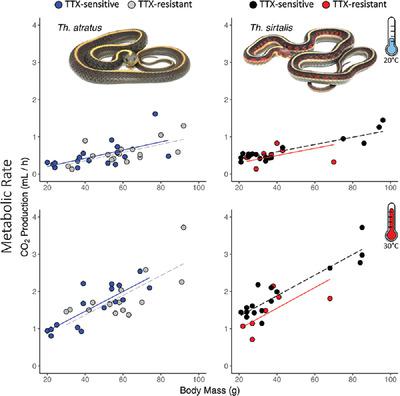 你的每一次呼吸 评估吊袜带蛇 Thamnophis 毒素抵抗的代谢成本 Integrative Zoology X Mol