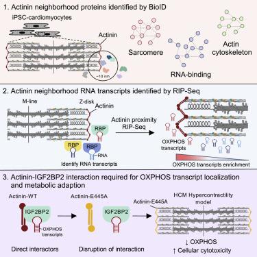 Actinin BioID reveals sarcomere crosstalk with oxidative 