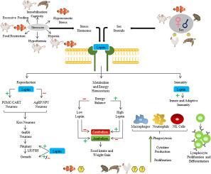 Trajectory Of Leptin And Leptin Receptor In Vertebrates: Structure ...