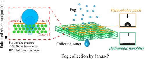 Janus Membrane With Bioinspired Heterogeneous Morphology For Efficient ...