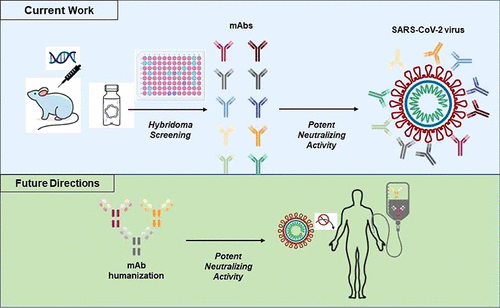 Identification Of Novel Neutralizing Monoclonal Antibodies Against SARS ...