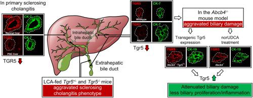 胆管上皮细胞中tgr5 Gpbar1 的下调有助于硬化性胆管炎的发病机制 Journal Of Hepatology X Mol