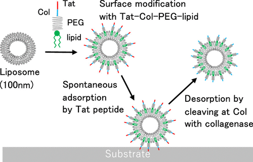 Induction Of Spontaneous Liposome Adsorption By Exogenous Surface Modification With Cell Penetrating Peptide Conjugated Lipids Langmuir X Mol