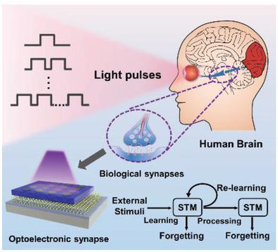 Artificial Optoelectronic Synapses Based On TiNxO2–x/MoS2 ...