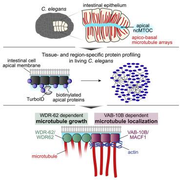 Proximity Labeling Reveals Non-centrosomal Microtubule-organizing ...