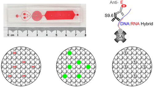 Digital Hybridization Human Papillomavirus Assay With Attomolar ...