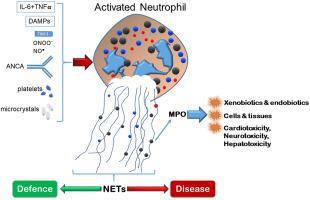 The many roles of myeloperoxidase: From inflammation and immunity 