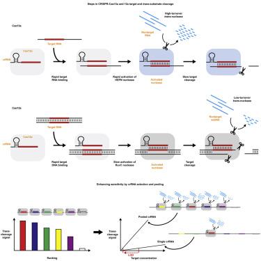 Kinetic Analysis Of Cas12a And Cas13a RNA-Guided Nucleases For ...