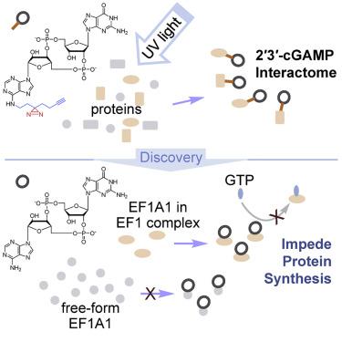 A Photoaffinity Labeling Strategy Identified EF1A1 As A Binding Protein ...