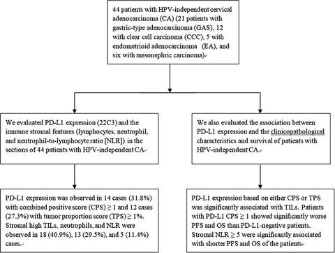 Pd L1 Expression And Immune Stromal Features In Hpv Independent Cervical Adenocarcinoma Histopathology X Mol