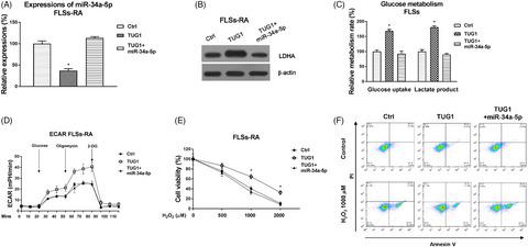 Influences Of The Lncrna Tug Mirna A P Network On Fibroblast Like