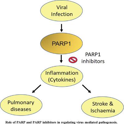 Role Of Poly Adp Ribose Polymerase Parp1 In Viral Infection And Its Implication In Sars Cov 2 Pathogenesis Current Drug Targets X Mol