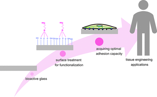 Surface Modification Of Bioactive Glass Promotes Cell Attachment And ...